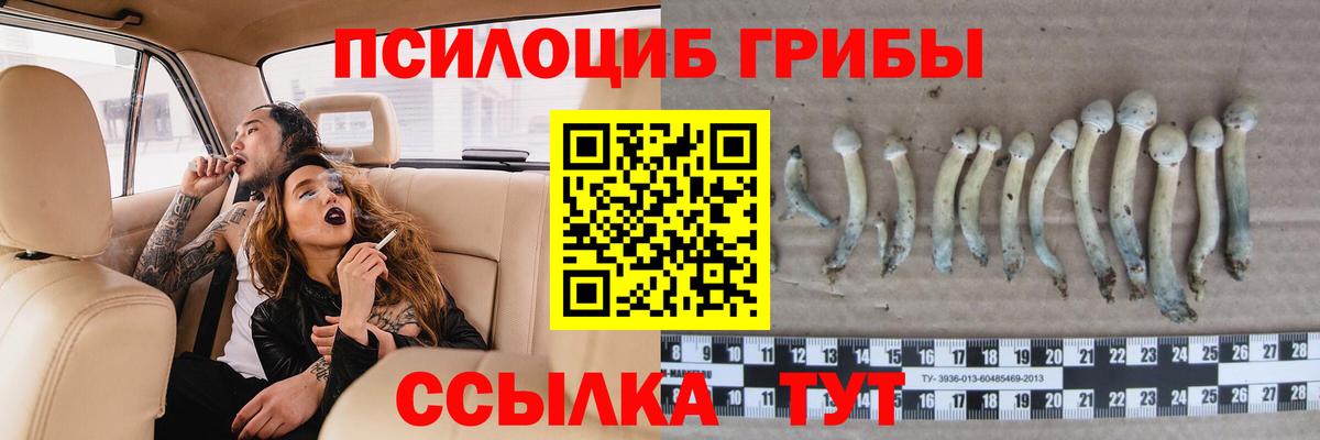 Кимры  хочу наркоту  Вход с VPN  Псилоцибиновые грибы GOLDEN TEACHER 